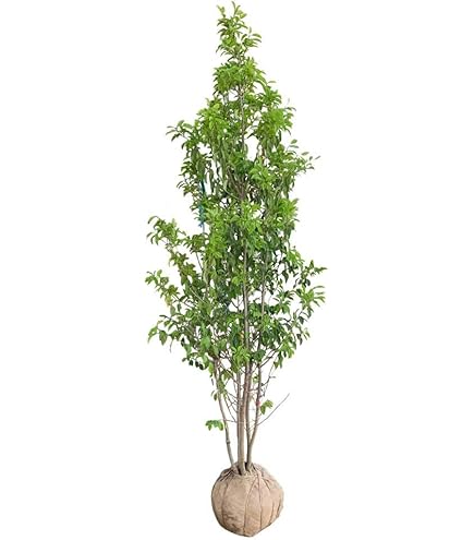 Amazon｜山採り養成。鉢植えソヨゴ。｜観葉植物 オンライン通販